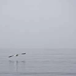 måke som flyg over ein tåkelagd sjø med ei mast i bakgrunnen